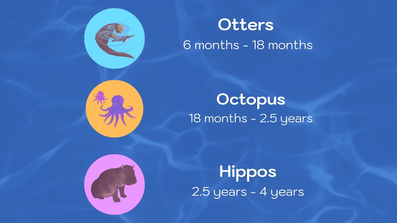 MACPool preschool swimming lessons younger years